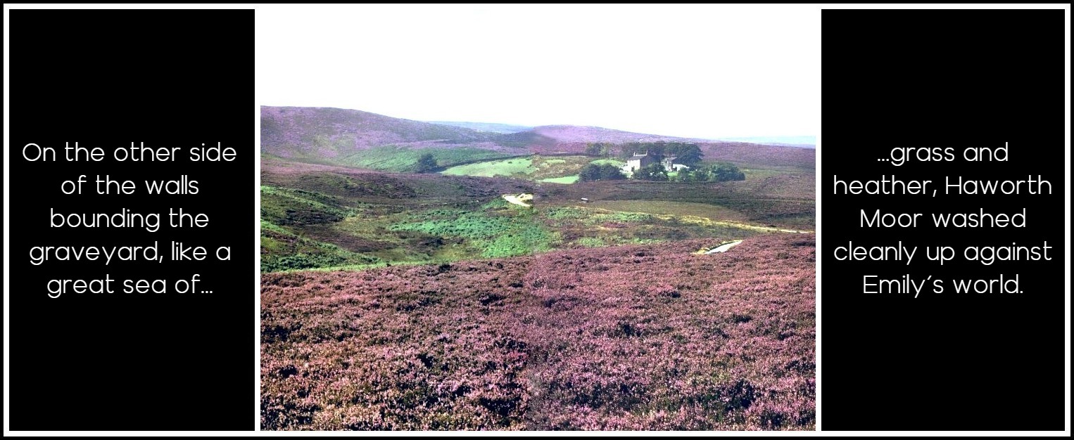 4b-heather-in-bloom-haworth-moor-bronte